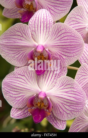 Sri Lanka, Kandy, Peradeniya Botanical Gardens, Orchid House, bunten Orchideen Stockfoto