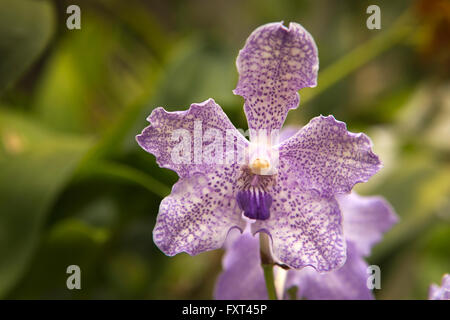 Sri Lanka, Kandy, Peradeniya Botanical Gardens, Orchid House, bunte violetten Orchidee Stockfoto