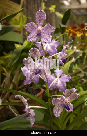 Sri Lanka, Kandy, Peradeniya Botanical Gardens, Orchid House, bunte violette Orchideen Stockfoto