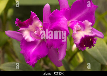 Sri Lanka, Kandy, Peradeniya Botanical Gardens, Orchid House, bunt lila Orchideen Stockfoto