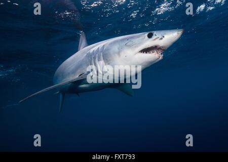 Unterwasser-Blick von Shortfin Mako Shark (Isurus Oxyrinchus) Schwimmen im Meer, Westküste, Neuseeland Stockfoto