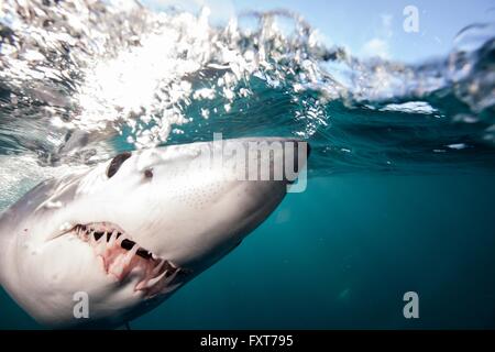 Unter Wasser Nahaufnahme von Shortfin Mako Shark (Isurus Oxyrinchus) schwimmen an der Meeresoberfläche, West Coast, Neuseeland Stockfoto