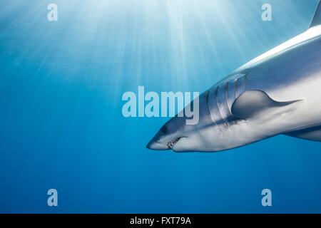 Unterwasser-Blick von Shortfin Mako Shark (Isurus Oxyrinchus) Schwimmen im Sonnenstrahl, West Coast, Neuseeland Stockfoto