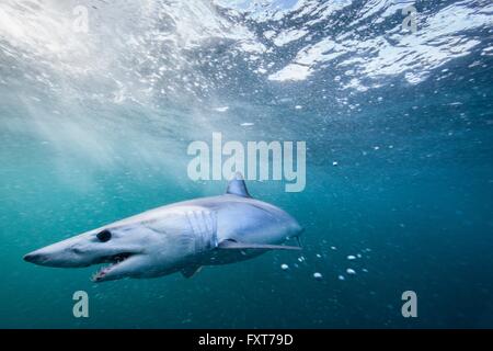 Unterwasser-Blick von bedrohlichen Shortfin Mako Shark (Isurus Oxyrinchus) Schwimmen im Meer, Westküste, Neuseeland Stockfoto