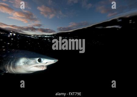 Unterwasser-Blick von Shortfin Mako Shark (Isurus Oxyrinchus) schwimmen in der Nähe von dunklen Meeresoberfläche, West Coast, Neuseeland Stockfoto