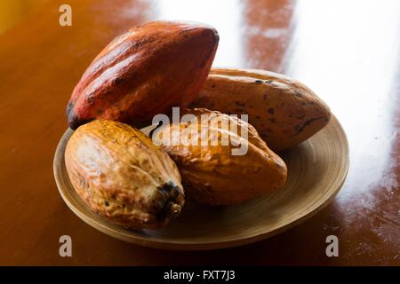 Kakaofrüchte Stockfoto