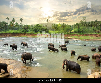 Elefanten im Dschungel Fluss, Sri Lanka Stockfoto