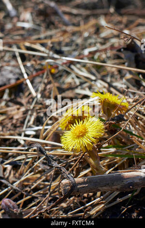 Huflattich, Tussilago farfara Stockfoto