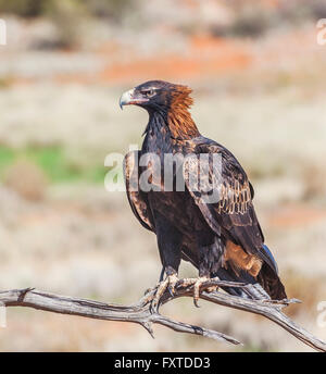 Wedge-tailed Eagle (Aquila Audax) im Sturt National Park, weit nordwestlichen New South Wales Stockfoto