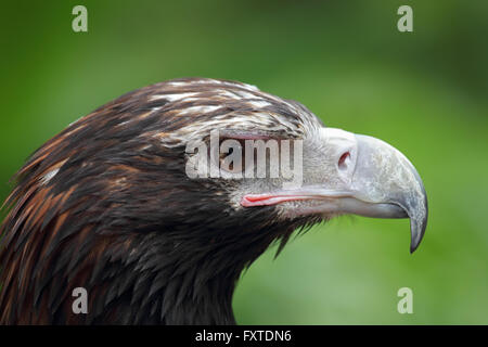Nahaufnahme eines Wedge-tailed Eagle (Aquila Audax) in Queensland, Australien. Stockfoto