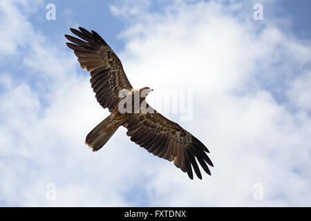 Pfeifen Sie Kite (Haliastur Sphenurus) während des Fluges in Queensland, Australien. Stockfoto