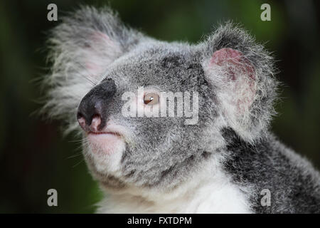 Koala (Phascolarctos Cinereus) in Queensland, Australien. Stockfoto