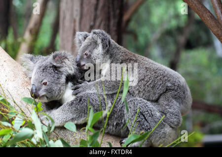 Koala (Phascolarctos Cinereus) mit Baby auf dem Rücken in Queensland, Australien. Stockfoto