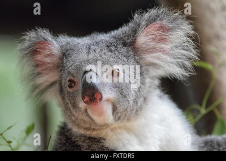 Koala (Phascolarctos Cinereus) in Queensland, Australien. Stockfoto