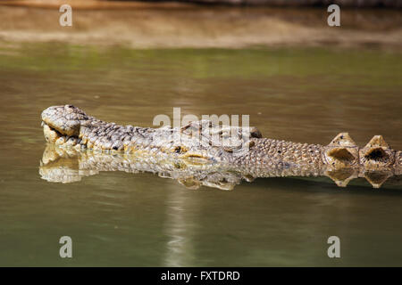 Salzwasser-Krokodil (Crocodylus Porosus) in Queensland, Australien. Stockfoto