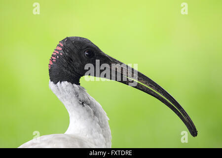 Nahaufnahme von einem australischen weißer Ibis (Threskiornis Moluccus) in Queensland, Australien. Stockfoto