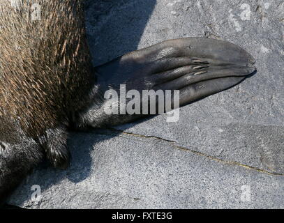 Rechten hinteren Flipper von einem männlichen südamerikanischen Seebär (Arctocephalus Australis), zeigen, Zehen und Nägel Stockfoto