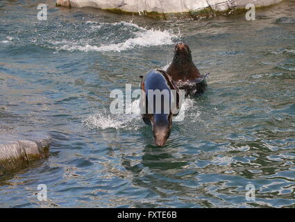 Zwei weibliche südamerikanische Seebären (Arctocephalus Australis) hoch aus dem Wasser springen und jagen einander Stockfoto
