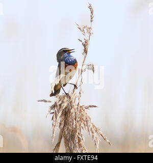 Männlichen europäischen weiß getupft Blaukehlchen (Luscinia Svecica Cyanecula) im Lied Stockfoto