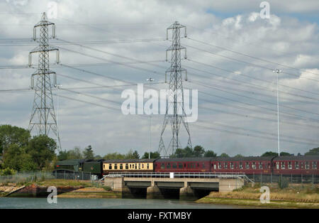 60019 Rohrdommel Stockfoto