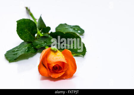 Eine einzelne Orange-rot rose mit grünen Blättern und Wassertropfen auf einem weißen Hintergrund. Stockfoto