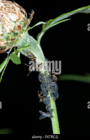 Ameisen Melken Pflanze Läuse auf eine Flockenblume Stockfoto