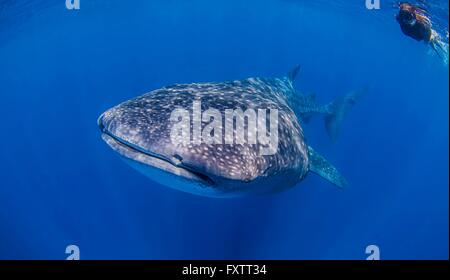 Walhaie in der Nähe von Isla Mujeres, Mexiko Stockfoto