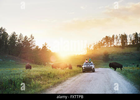 Vater und Tochter im Auto beobachten Bisons grasen auf der Wiese, Custer State Park in South Dakota Stockfoto