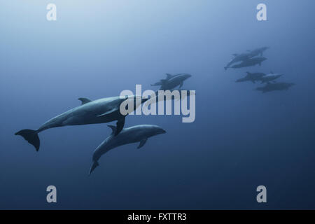 Familie der Große Tümmler (Tursiops Truncatus) von tiefblau bis schwimmen Stockfoto
