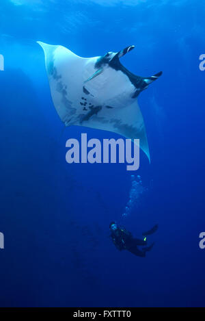 Scuba Diver nähert sich riesige Manta (Manta Birostris) Stockfoto