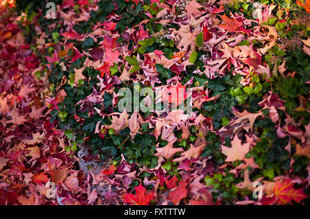 Draufsicht der gefallenen Herbst Blätter Stockfoto