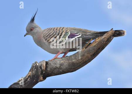 Crested Taube Ocyphaps Lophotes thront auf einem Zweig mit blauen Himmel dahinter in Zentral-Australien Stockfoto