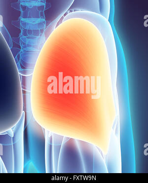 3D Abbildung des Gluteus Maximus, Teil der Muskel Anatomie. Stockfoto