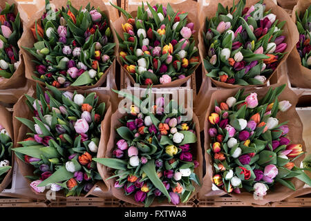 Frische Sträuße von holländischen Tulpen auf dem Markt in den Niederlanden Stockfoto