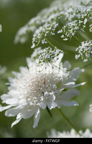 Scabiosa Caucasica 'Perfecta Alba' mit Ammi majus Stockfoto