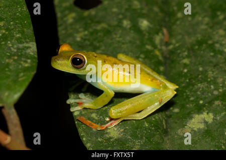 Scharlach-Schwimmhäuten Treefrog - Hypsiboas rufitelus Stockfoto