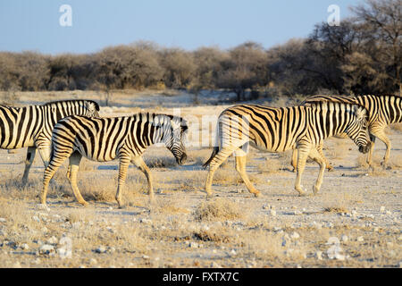 Burchell Zebras (Equus Burchellii) im Etosha Nationalpark, Namibia Stockfoto