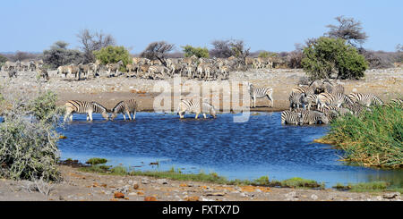 Große Herde von Burchell Zebras (Equus Burchellii) trinken in Koinachas Wasserloch im Etosha Nationalpark, Namibia Stockfoto