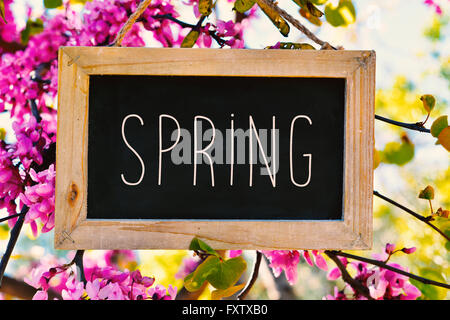 Nahaufnahme von einer Tafel mit dem Wort Frühling geschrieben platziert in einem Busch von bunten rosa Blumen Stockfoto