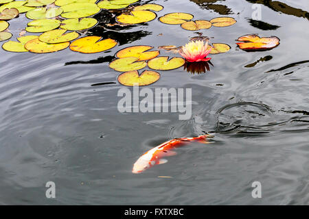 Blühende Seerosen in einem Teich Stockfoto