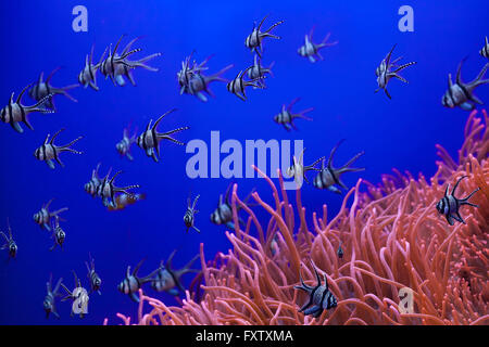 Banggai Kardinalbarschen (Pterapogon Kauderni) Schwimmen im herrlichen Meer-Anemone (Heteractis Magnifica) in das Aquarium in Genua, Ligurien, Italien. Stockfoto