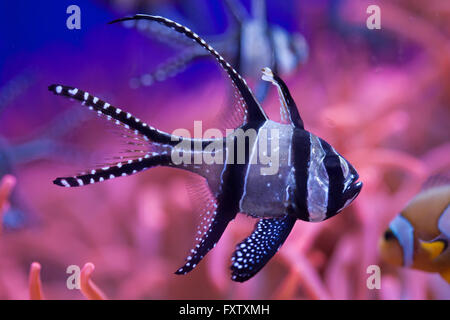 Banggai Kardinalbarschen (Pterapogon Kauderni) in das Aquarium in Genua, Ligurien, Italien. Stockfoto