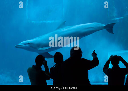 Besucher beobachten, wie der gemeinsame große Tümmler (Tursiops Truncatus) in das Aquarium in Genua, Ligurien, Italien schwimmt. Stockfoto