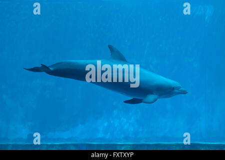 Gemeinsame große Tümmler (Tursiops Truncatus) in das Aquarium in Genua, Ligurien, Italien. Stockfoto