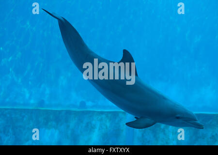 Gemeinsame große Tümmler (Tursiops Truncatus) in das Aquarium in Genua, Ligurien, Italien. Stockfoto