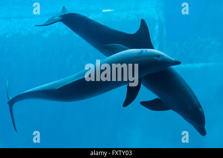 Gemeinsamen Tümmler (Tursiops Truncatus) in das Aquarium in Genua, Ligurien, Italien. Stockfoto