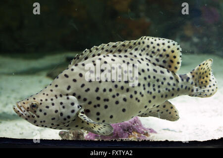 Buckel Grouper (Cromileptes Altivelis), auch bekannt als der Panther-Zackenbarsch in das Aquarium in Genua, Ligurien, Italien. Stockfoto