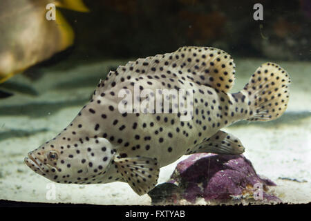 Buckel Grouper (Cromileptes Altivelis), auch bekannt als der Panther-Zackenbarsch in das Aquarium in Genua, Ligurien, Italien. Stockfoto