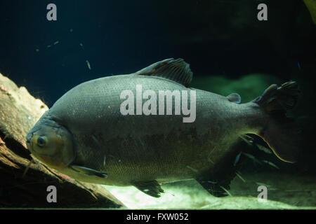 Pirapitinga (Piaractus Brachypomus) in das Aquarium in Genua, Ligurien, Italien. Stockfoto