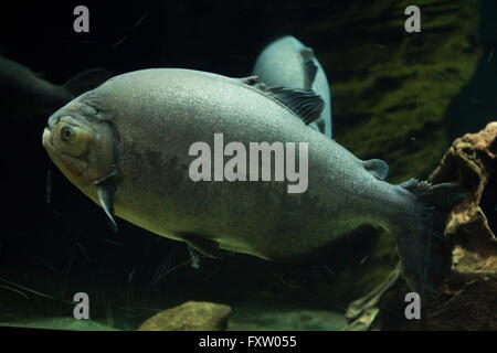 Pirapitinga (Piaractus Brachypomus) in das Aquarium in Genua, Ligurien, Italien. Stockfoto